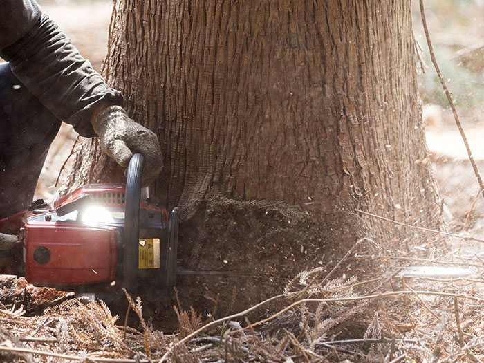 木の伐採・枝おろし