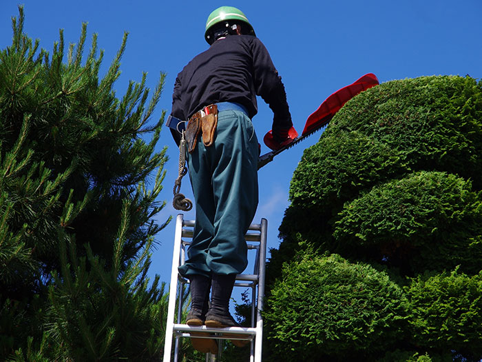 生垣・低木の剪定