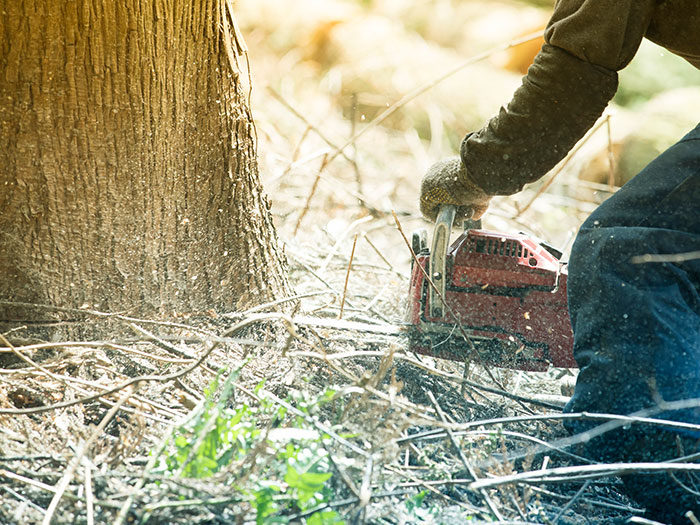 草刈り・木の伐採